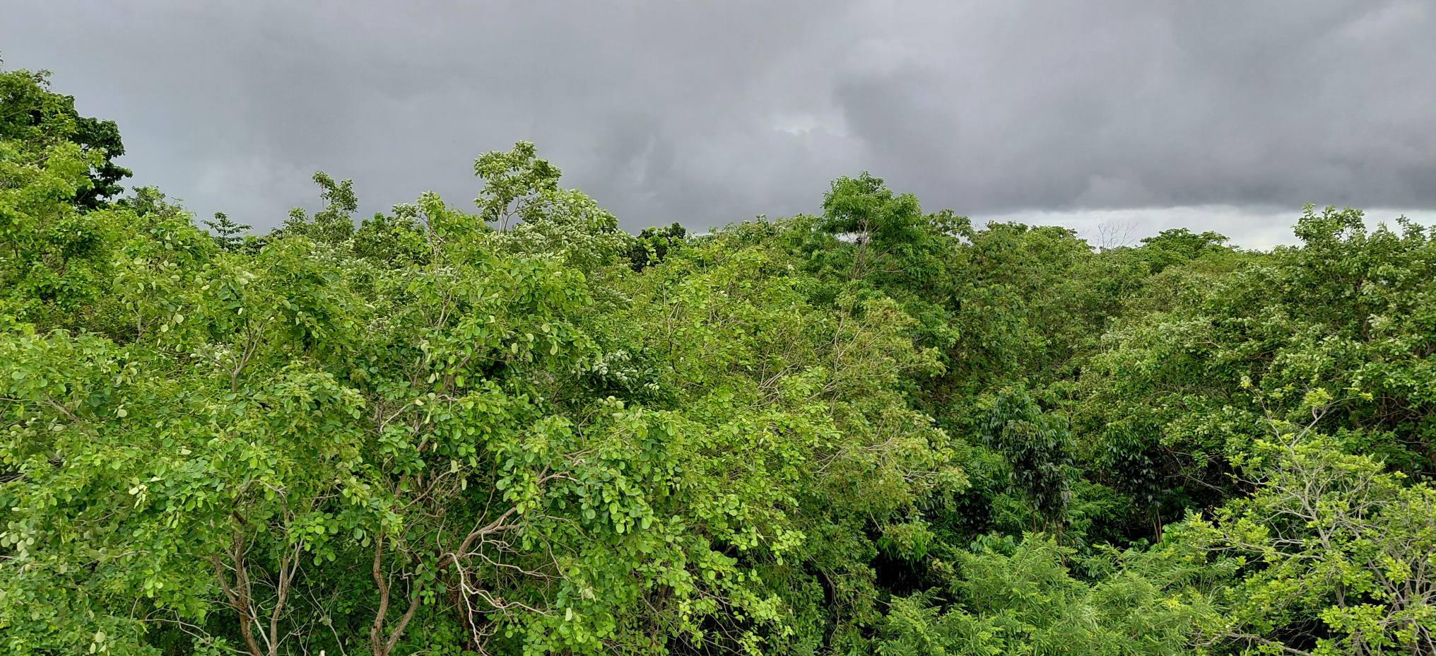 Food forest